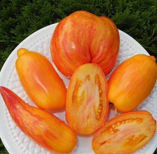 Yellow Fire (Dzeltenais uguns) divkrāsaina, senās, kolekcijas šķirnes tomātu sēklas. 